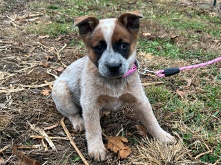 Australian Cattle Dog dogs Spiced Shy - Ad 42