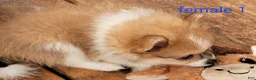 Pomeranian dogs for sale: Abigail  - Ad 15