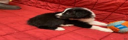 Border Collie dogs for sale: Eddie - Ad 5