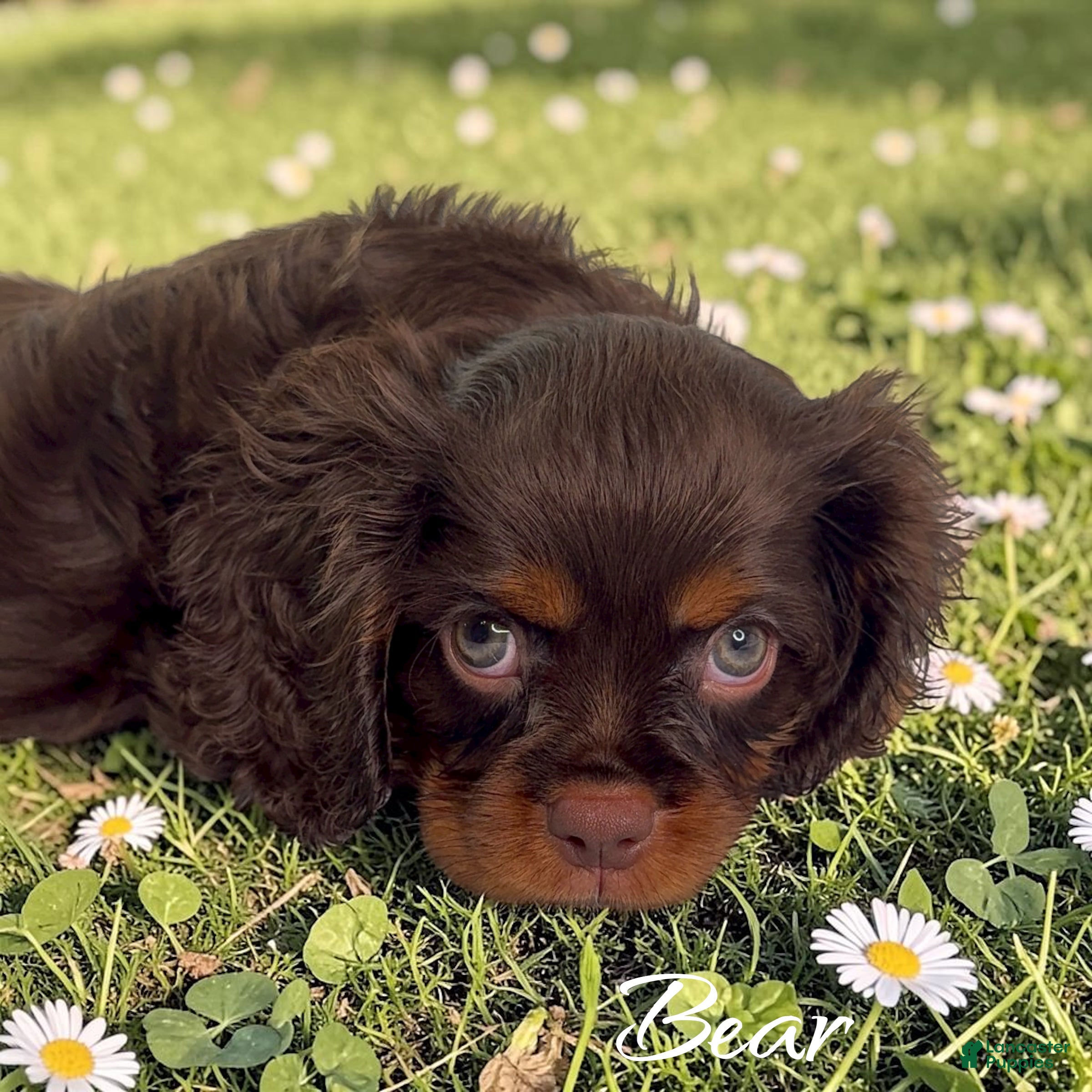 Cavalier King Charles Spaniel dogs Cavalier King Charles Spaniel 1 - Ad 2