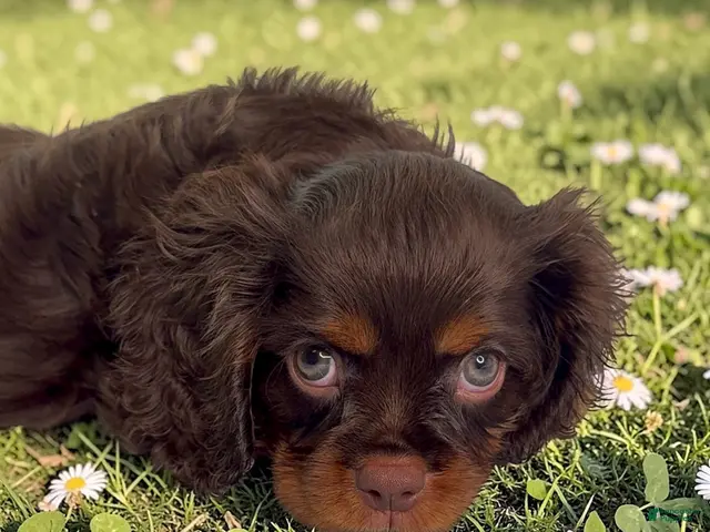 Cavalier King Charles Spaniel dogs for sale: Cavalier King Charles Spaniel 1 - Ad 2