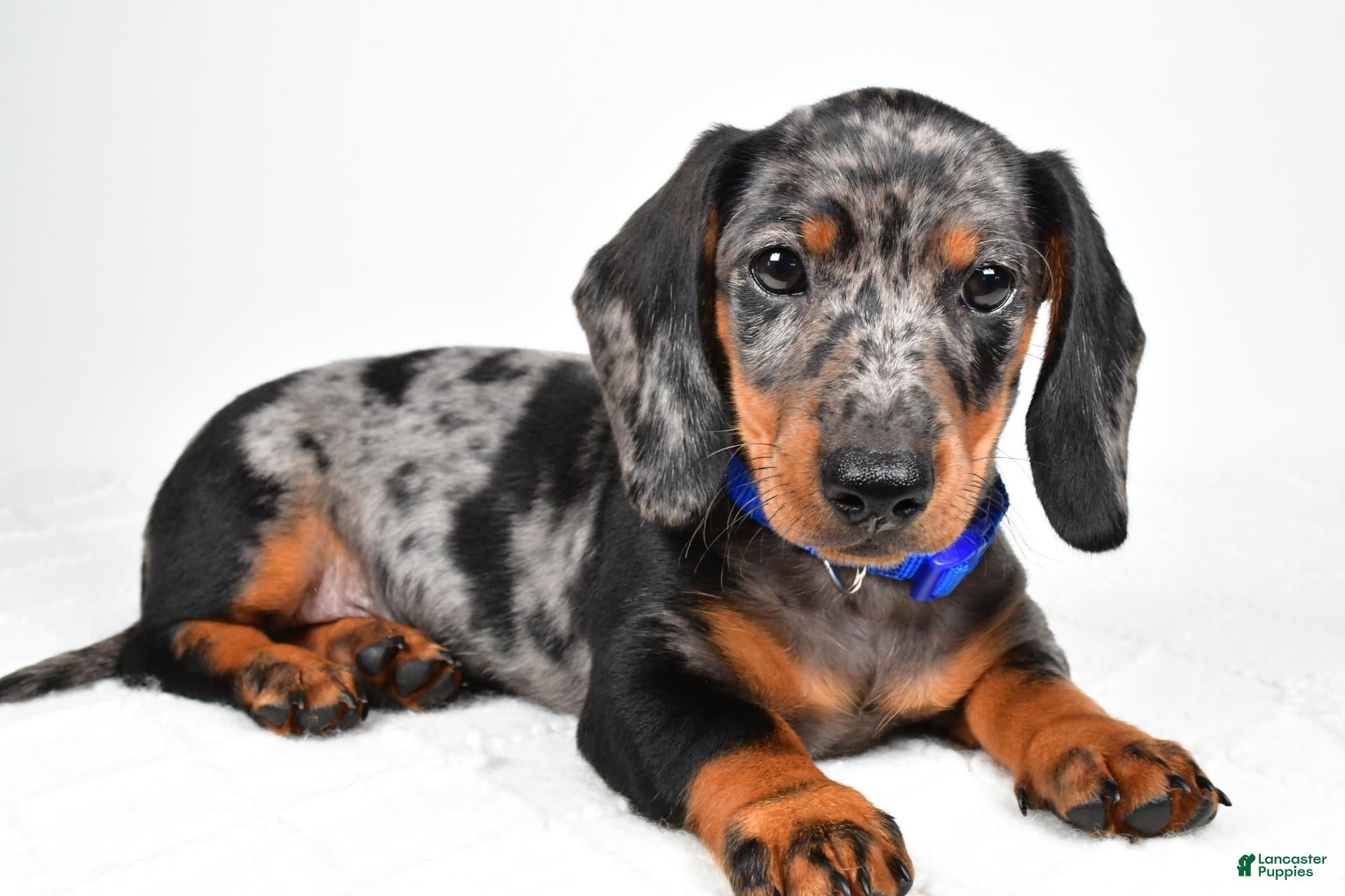 Miniature Dachshund dogs Echo - Ad 1