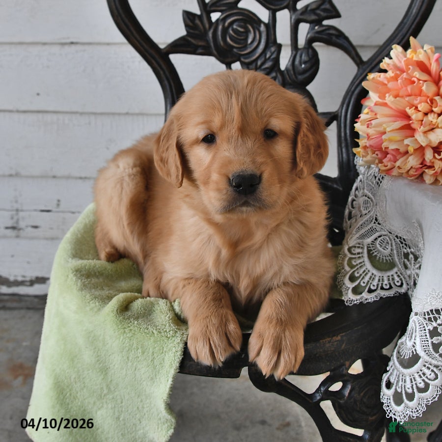 Golden Retriever dogs Missie - Ad 2