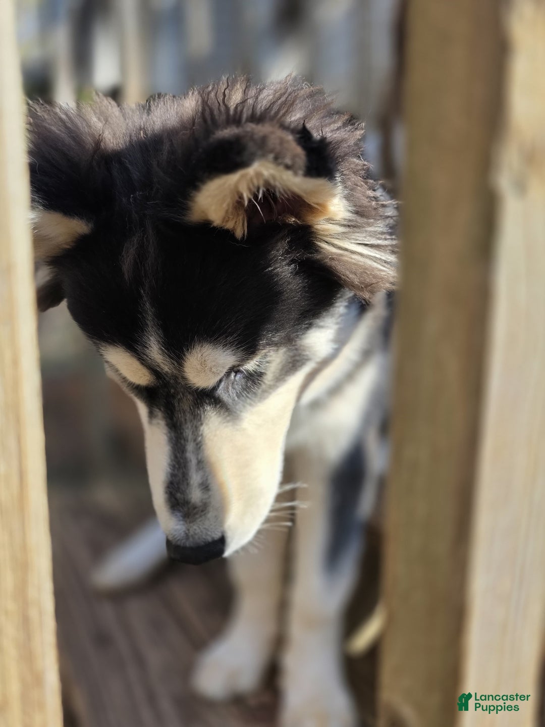 Siberian Husky dogs for sale: Panda - Ad 3