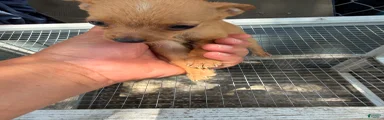 Mixed Breed 7