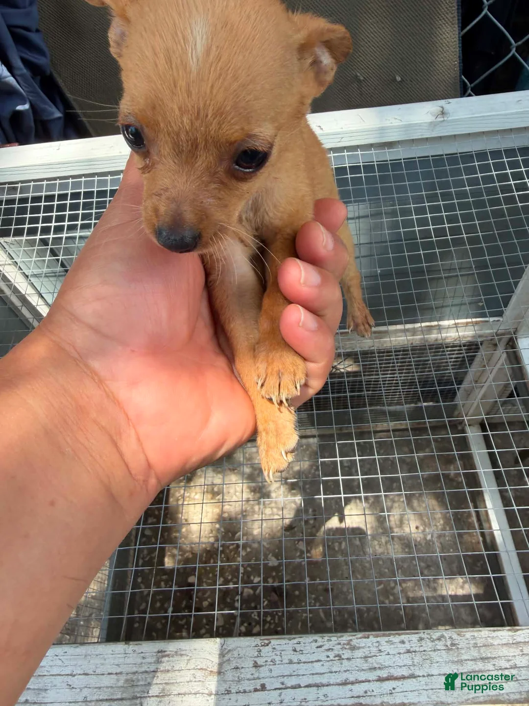 Mixed Breed dogs for sale: Mixed Breed 7 - Ad 1