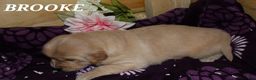 Golden Retriever dogs for sale: Brooke - Ad 1