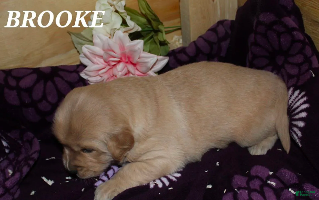 Golden Retriever dogs for sale: Brooke - Ad 1
