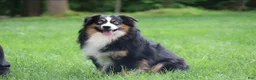 Miniature Australian Shepherd dogs for sale: Fern - Ad 8