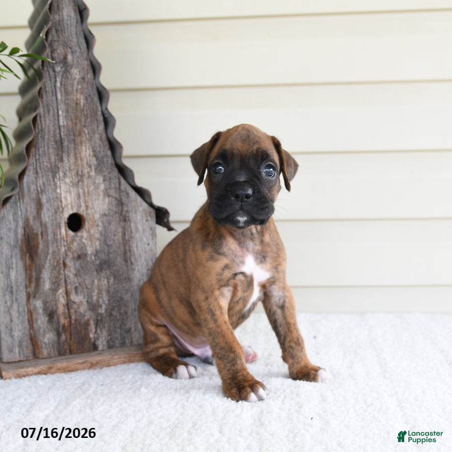 Boxer dogs Scooby - Ad 1