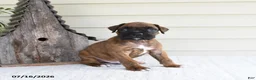 Boxer dogs for sale: Scooby - Ad 1