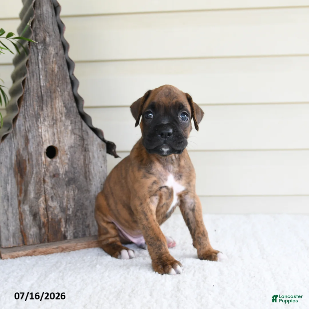 Boxer dogs for sale: Scooby - Ad 1
