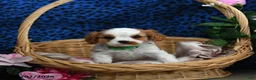 Cavalier King Charles Spaniel dogs for sale: Kermit - Ad 3
