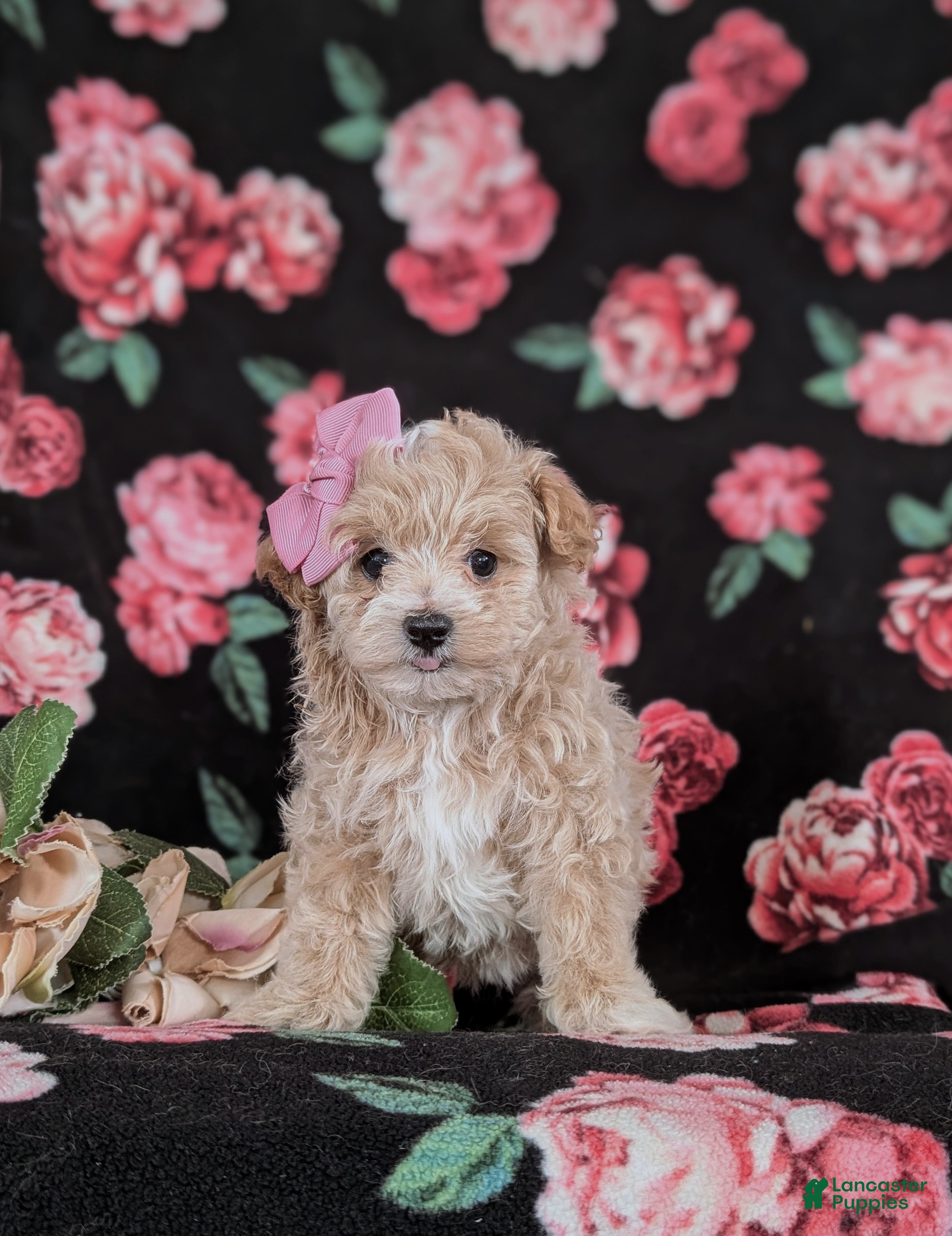 Maltipoo dogs Jacey 5 lbs Full Grown - Ad 2