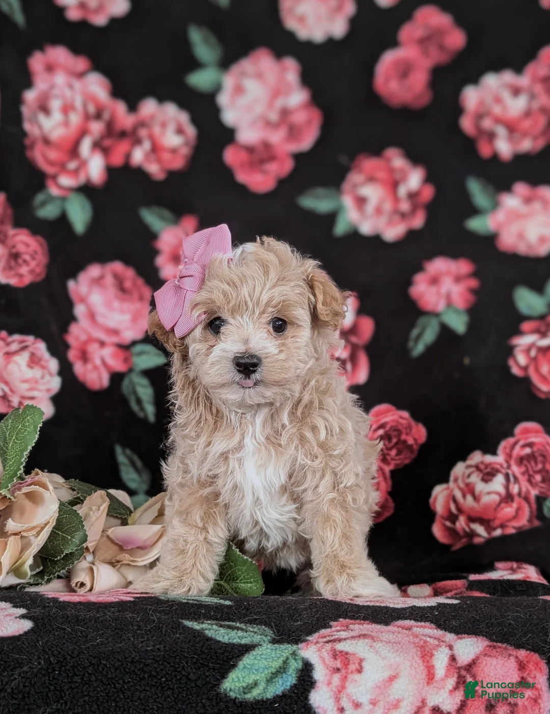 Maltipoo dogs for sale: Jacey 5 lbs Full Grown - Ad 2