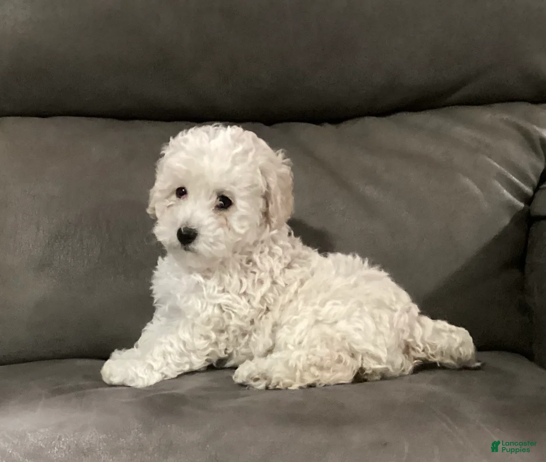 Miniature Poodle dogs for sale: Star - Ad 4