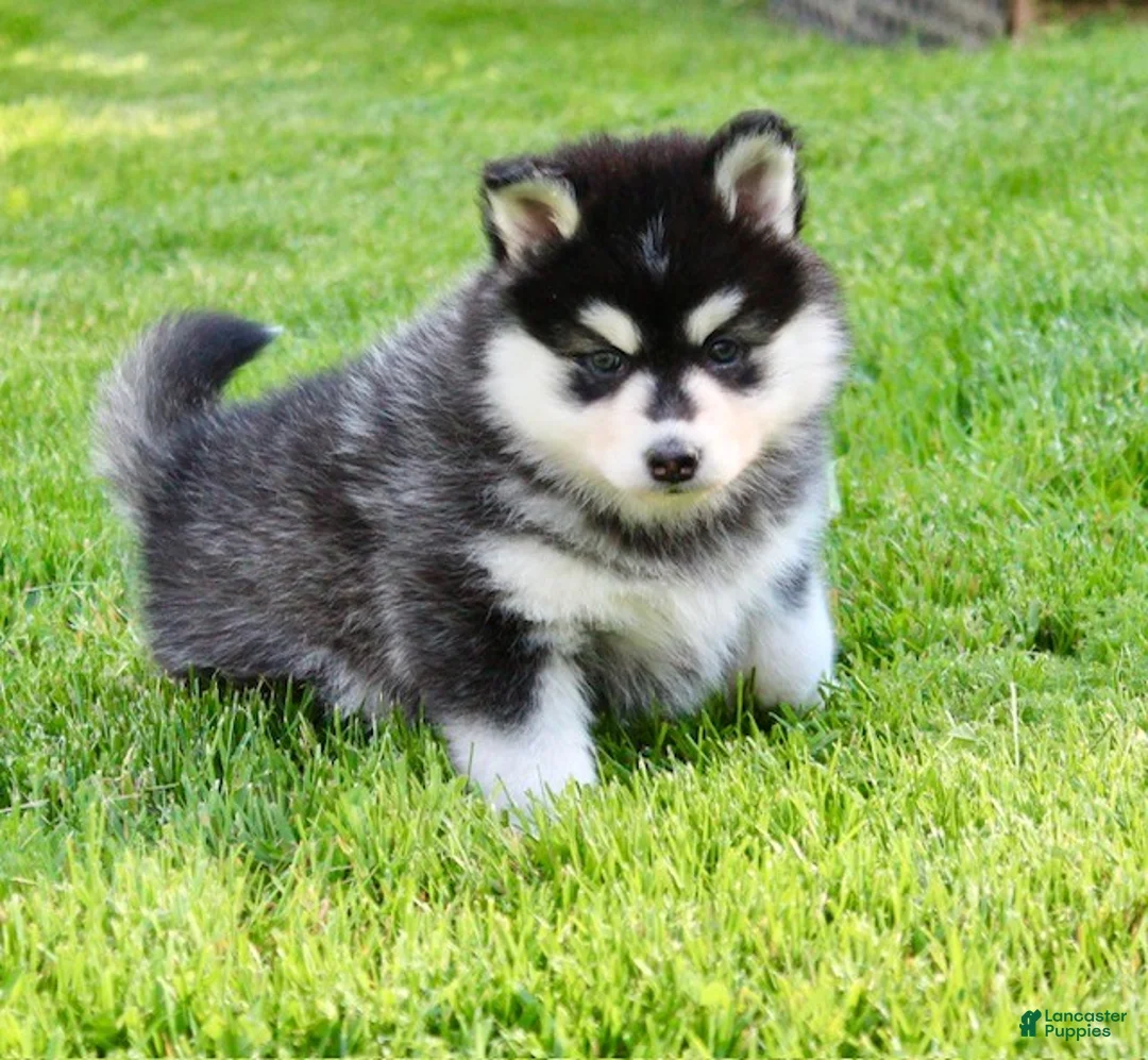 Pomsky dogs for sale: Pansy - Ad 2