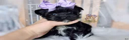 Morkie dogs for sale: Korean Moana - Ad 2