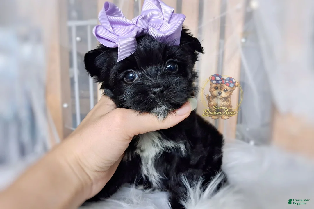 Morkie dogs for sale: Korean Moana - Ad 2
