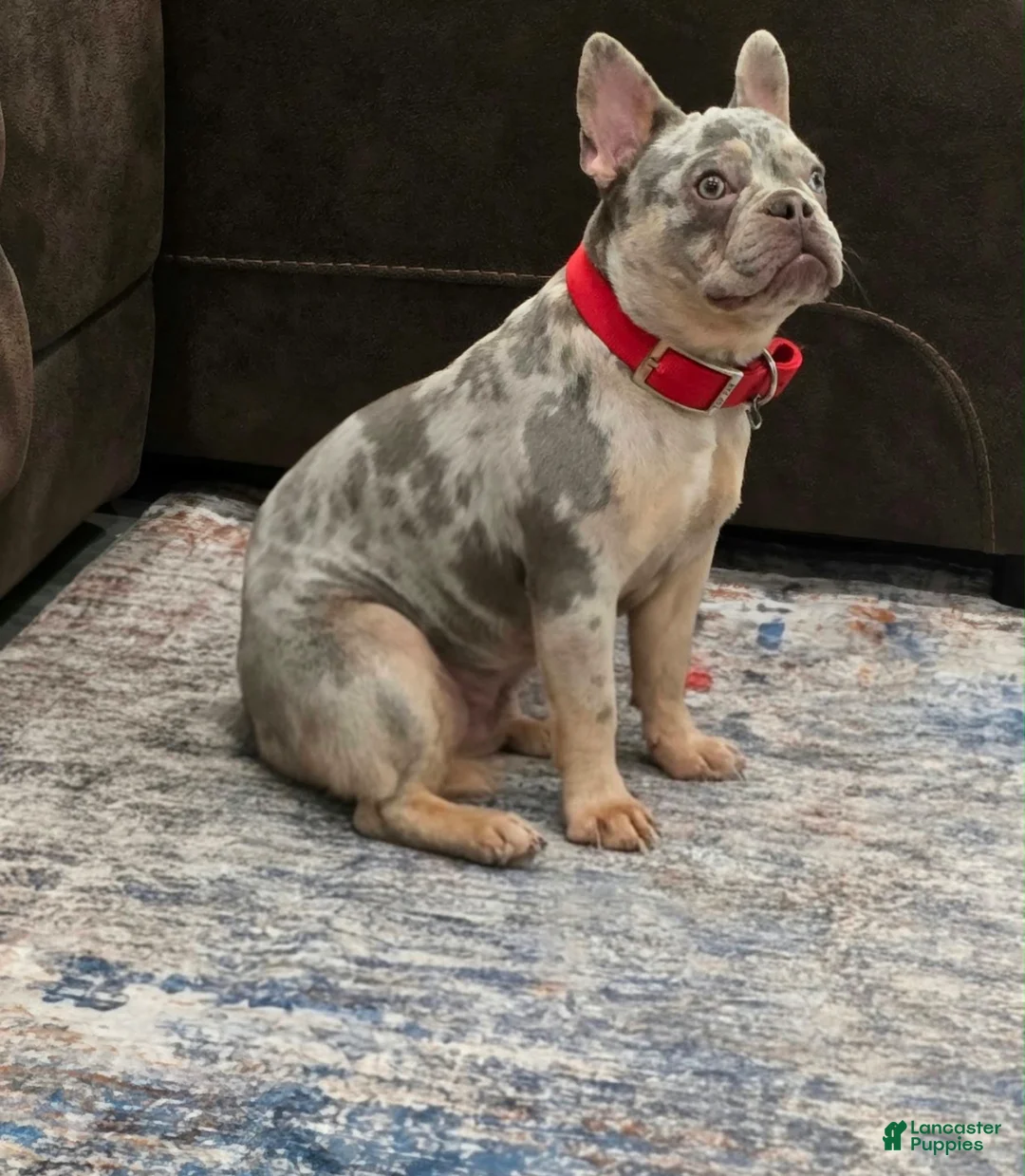 French Bulldog dogs for sale: Porkchop - Ad 2