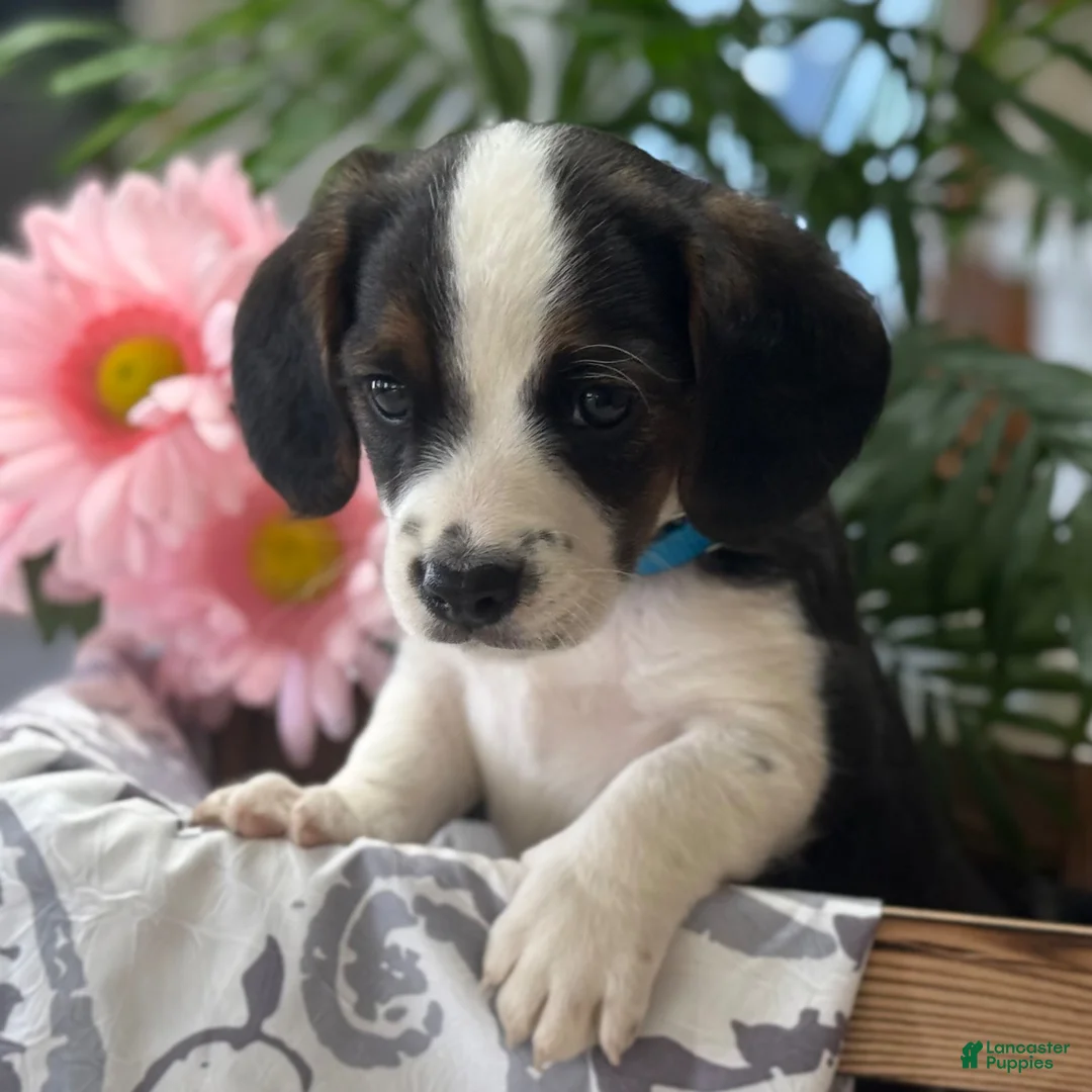 Mixed Breed dogs for sale: Thunderbolt - Ad 4