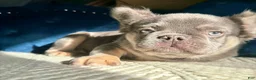 French Bulldog dogs for sale: Rocky🩶Rare Lilac Tan Fluffy in LA, CA - USA DELIVERY & FINANCING OPTIONS AVAILABLE! - Ad 9