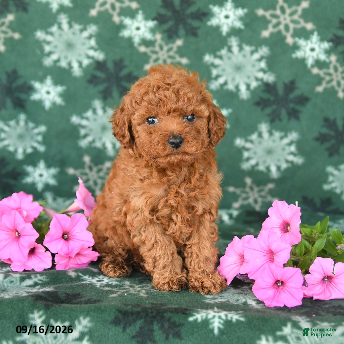 Toy Poodle dogs Tiny - Ad 2