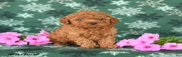 Toy Poodle dogs for sale: Tiny - Ad 2