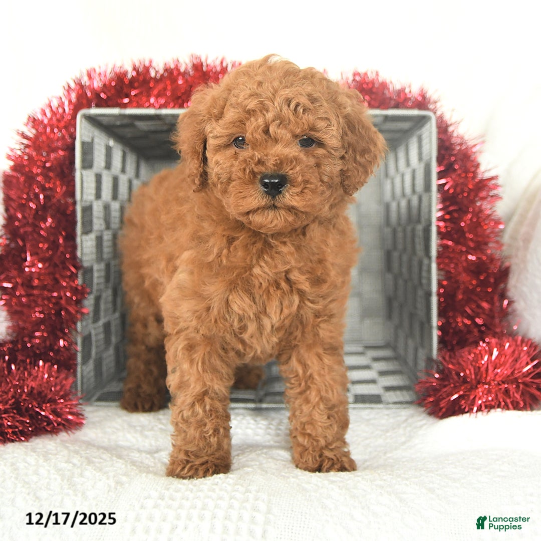 Miniature Poodle dogs for sale: Peppermint - Ad 2