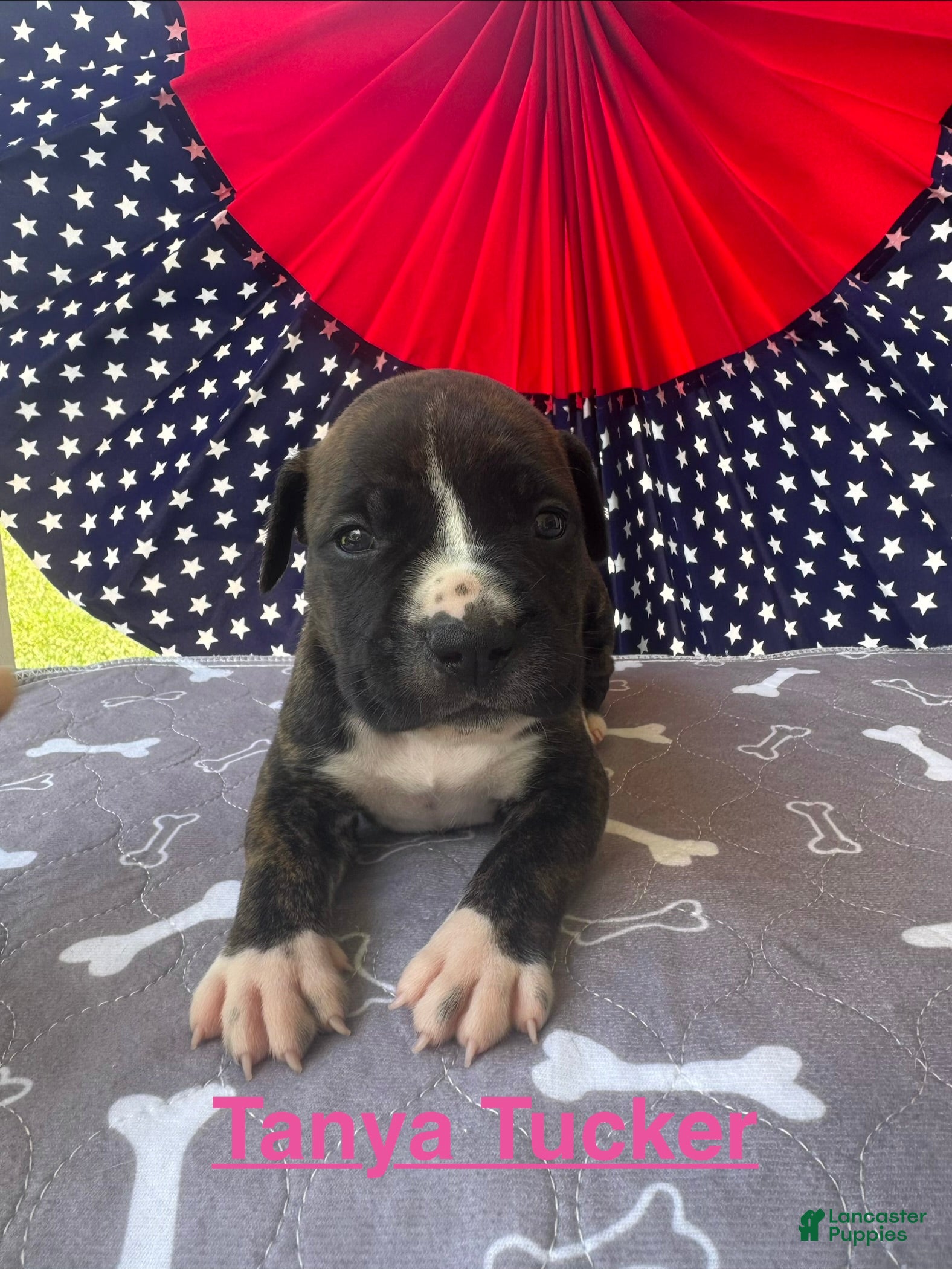 American Bulldog dogs Female #2/ Tanya Tucker - Ad 4