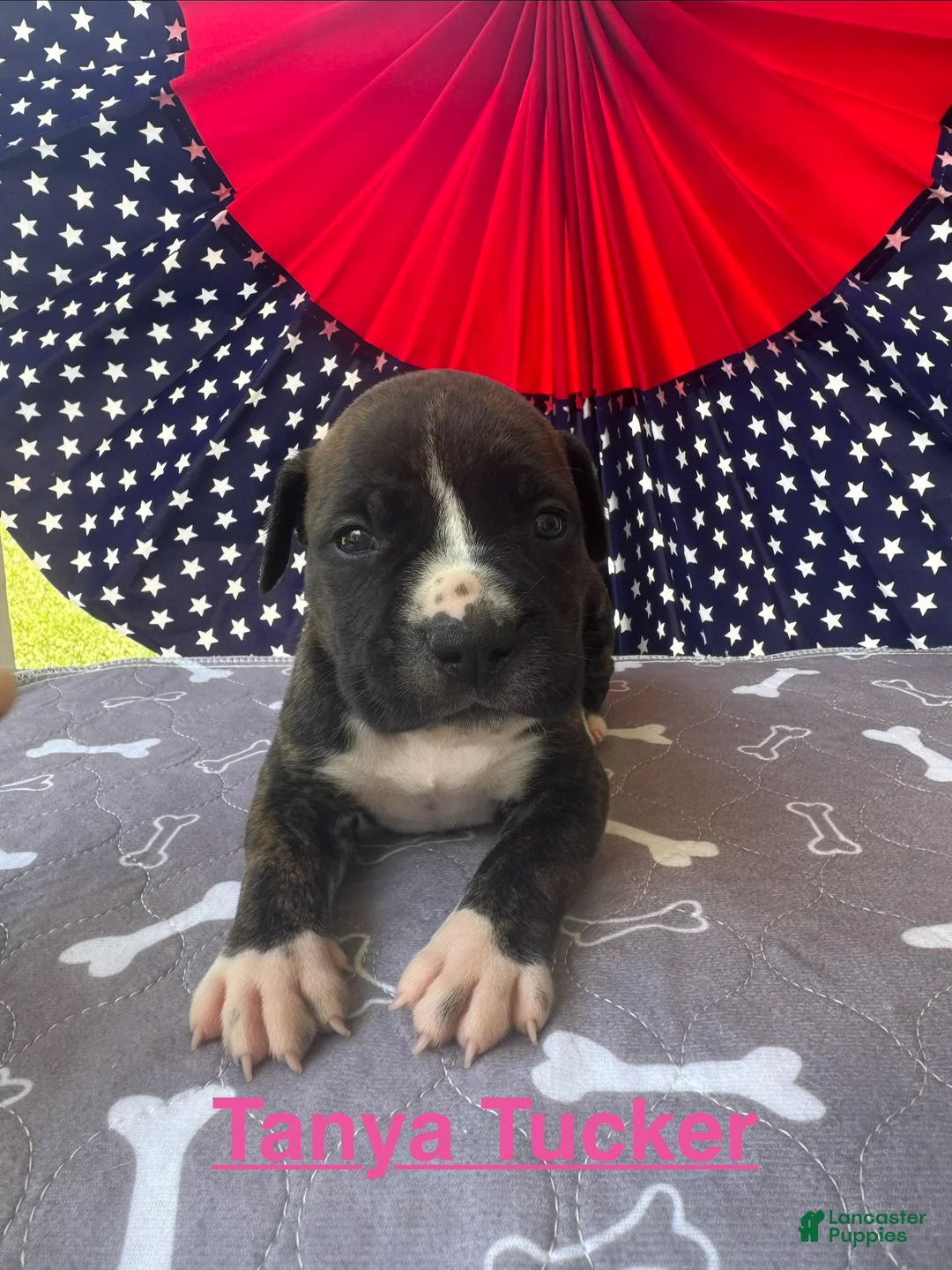 American Bulldog dogs for sale: Female #2/ Tanya Tucker - Ad 1