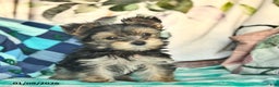 Morkie dogs for sale: Ellie  - Ad 3