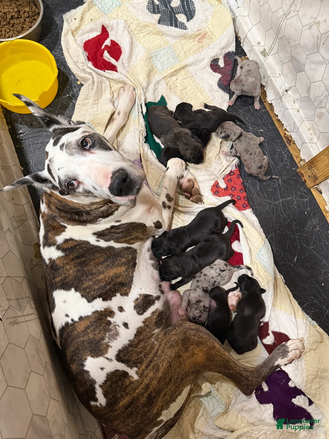 Great Dane dogs for sale: Angel - Ad 8