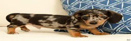 Miniature Dachshund dogs for sale: Winston - Ad 8