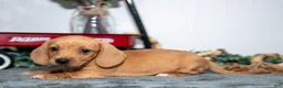 Miniature Dachshund dogs for sale: Duchess - Ad 1