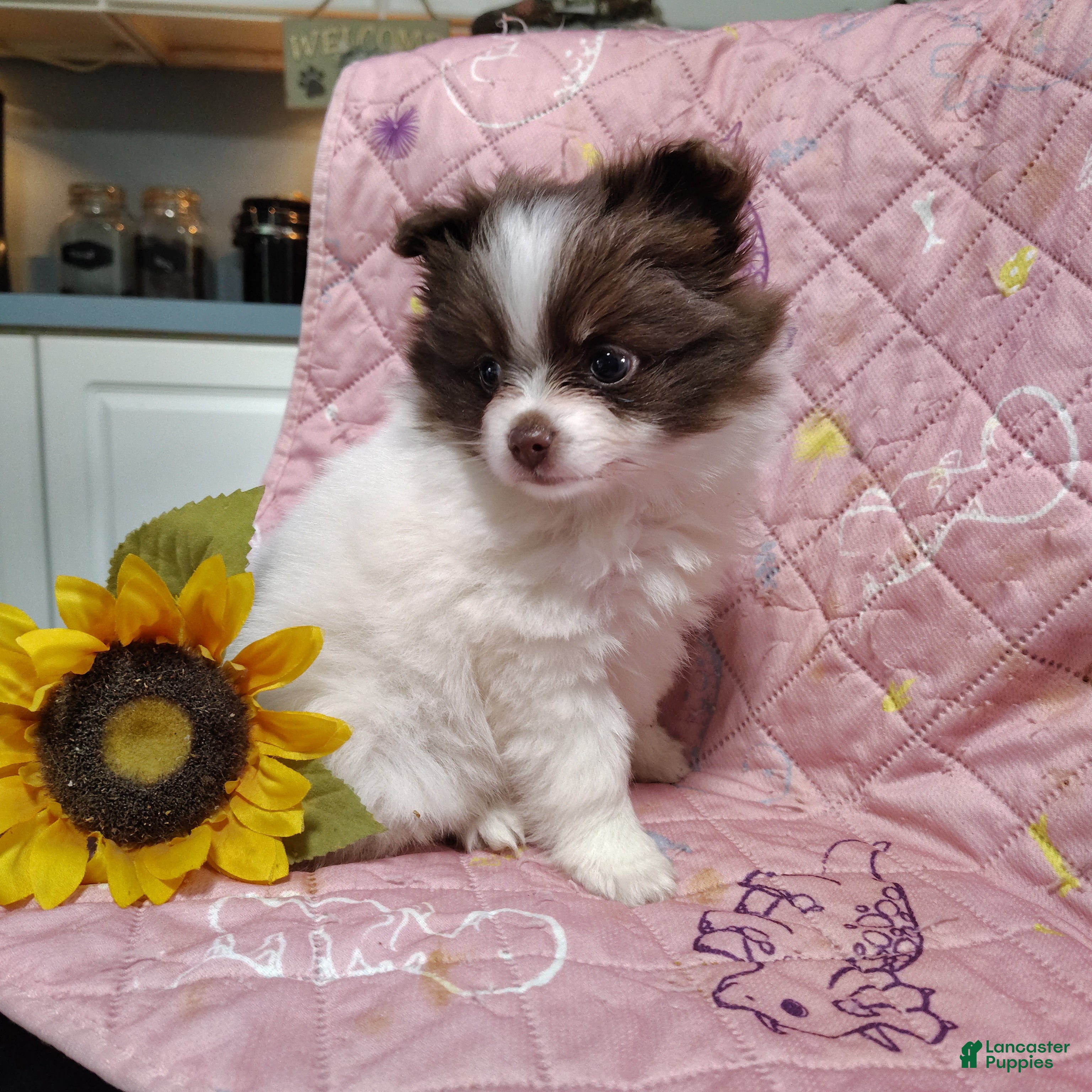 Pomeranian dogs Passion fruit - Ad 2