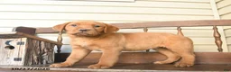 Labrador Retriever dogs for sale: Cinnamon - Ad 3