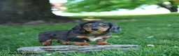 Miniature Dachshund dogs for sale: Twix - Ad 1
