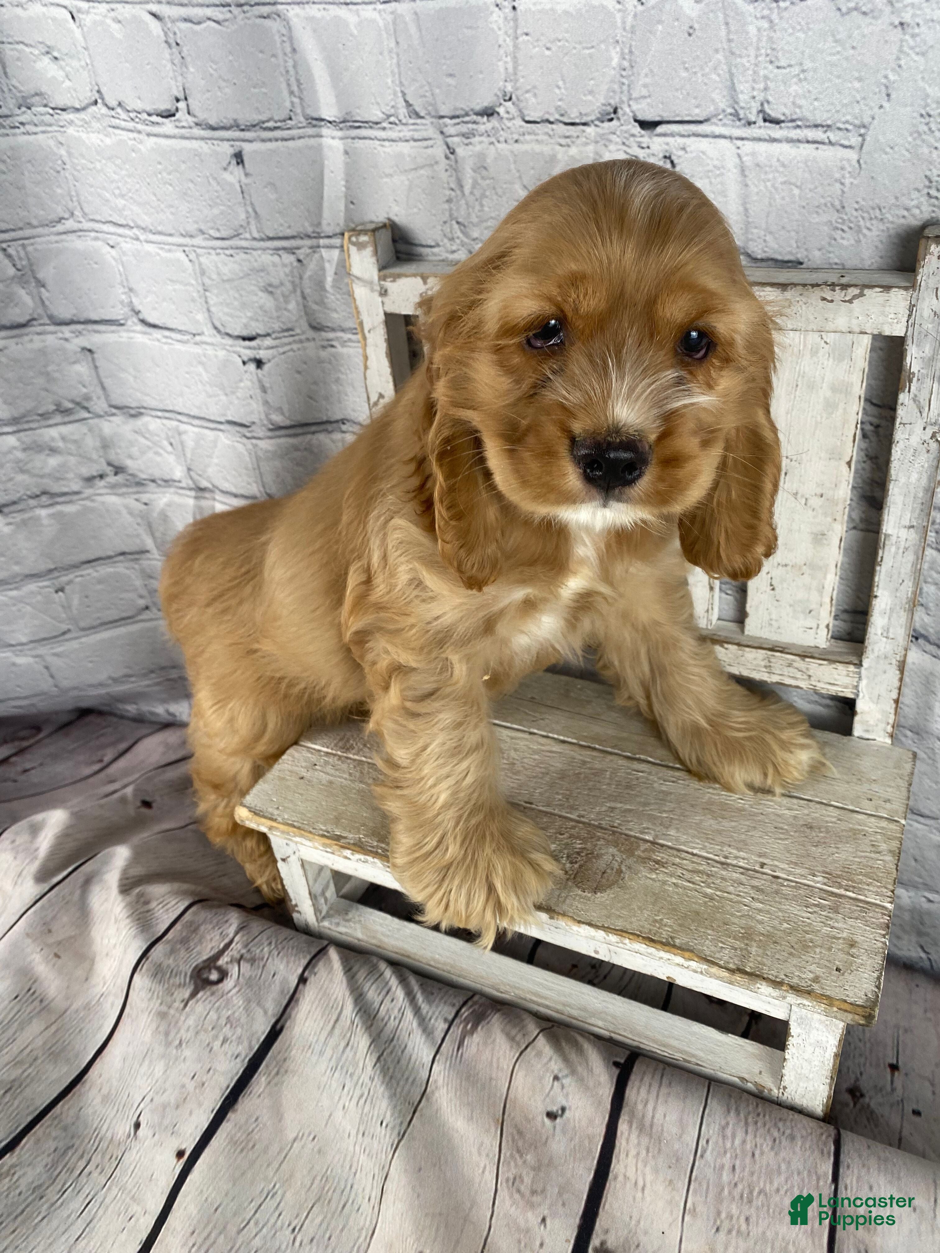 Cocker Spaniel dogs Koda - Ad 1