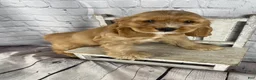 Cocker Spaniel dogs for sale: Koda - Ad 1