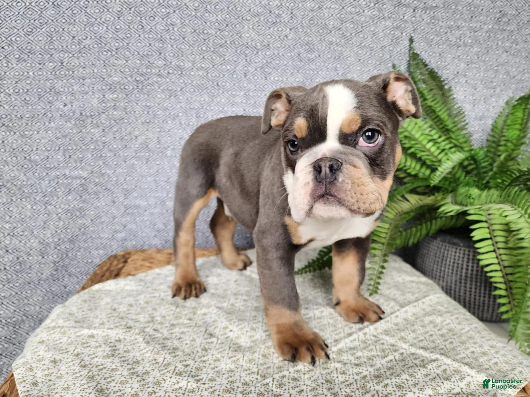 English Bulldog dogs for sale: Elliot - Ad 6
