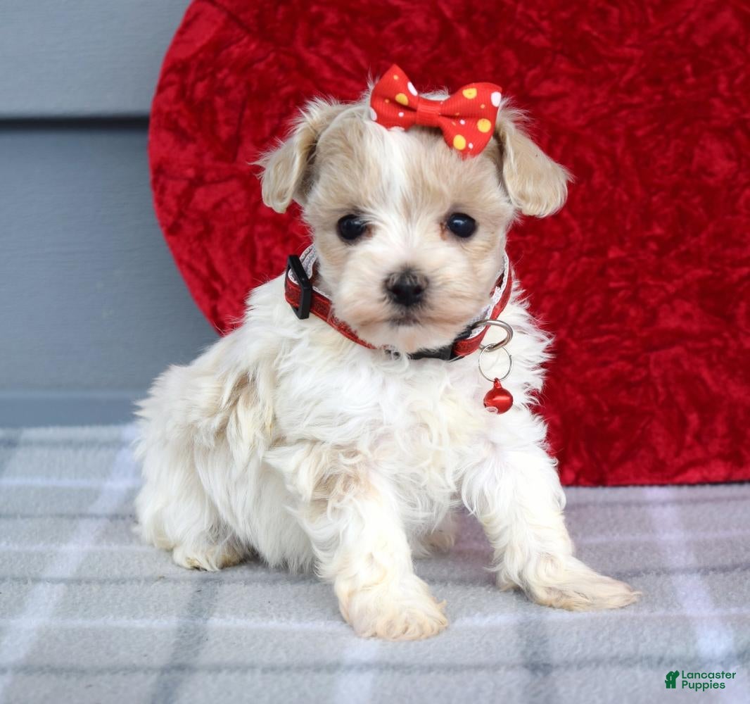 Maltipoo dogs Cora - Ad 2