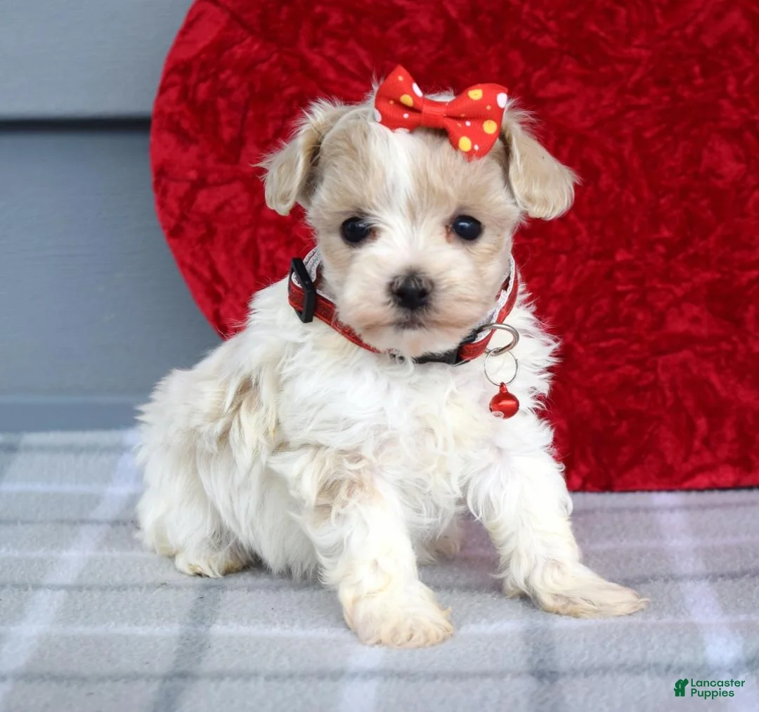 Maltipoo dogs for sale: Cora - Ad 2