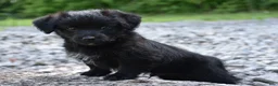 Bordoodle dogs for sale: Rex - Ad 9