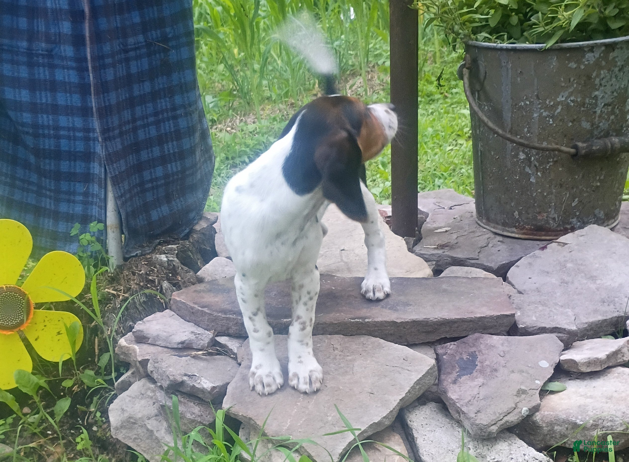 Beagle dogs Luke - Ad 2