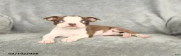 Boston Terrier dogs for sale: Dexter - Ad 4