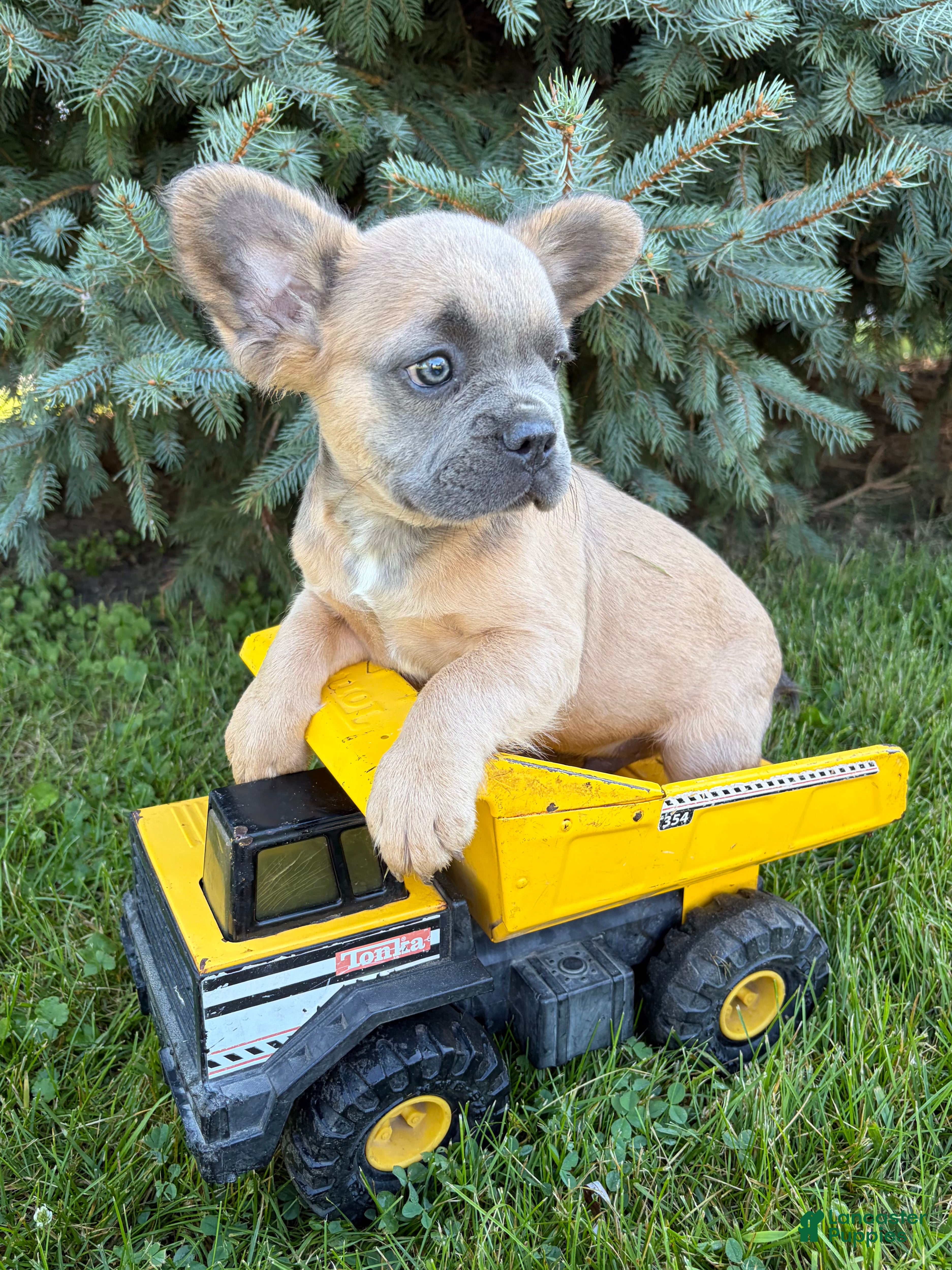 French Bulldog dogs Doc fluffy - Ad 2