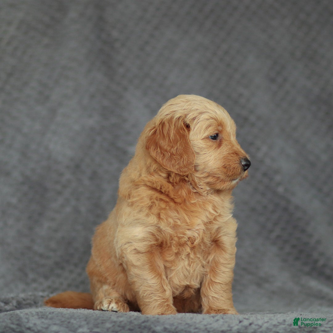 Mini Goldendoodle dogs for sale: Ruth - Ad 4