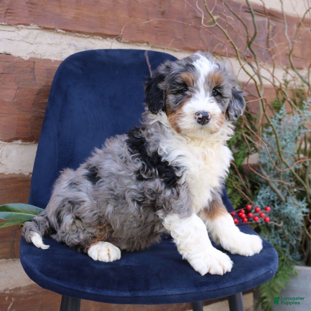 Mini Bernedoodle dogs for sale: Arlo  - Ad 4