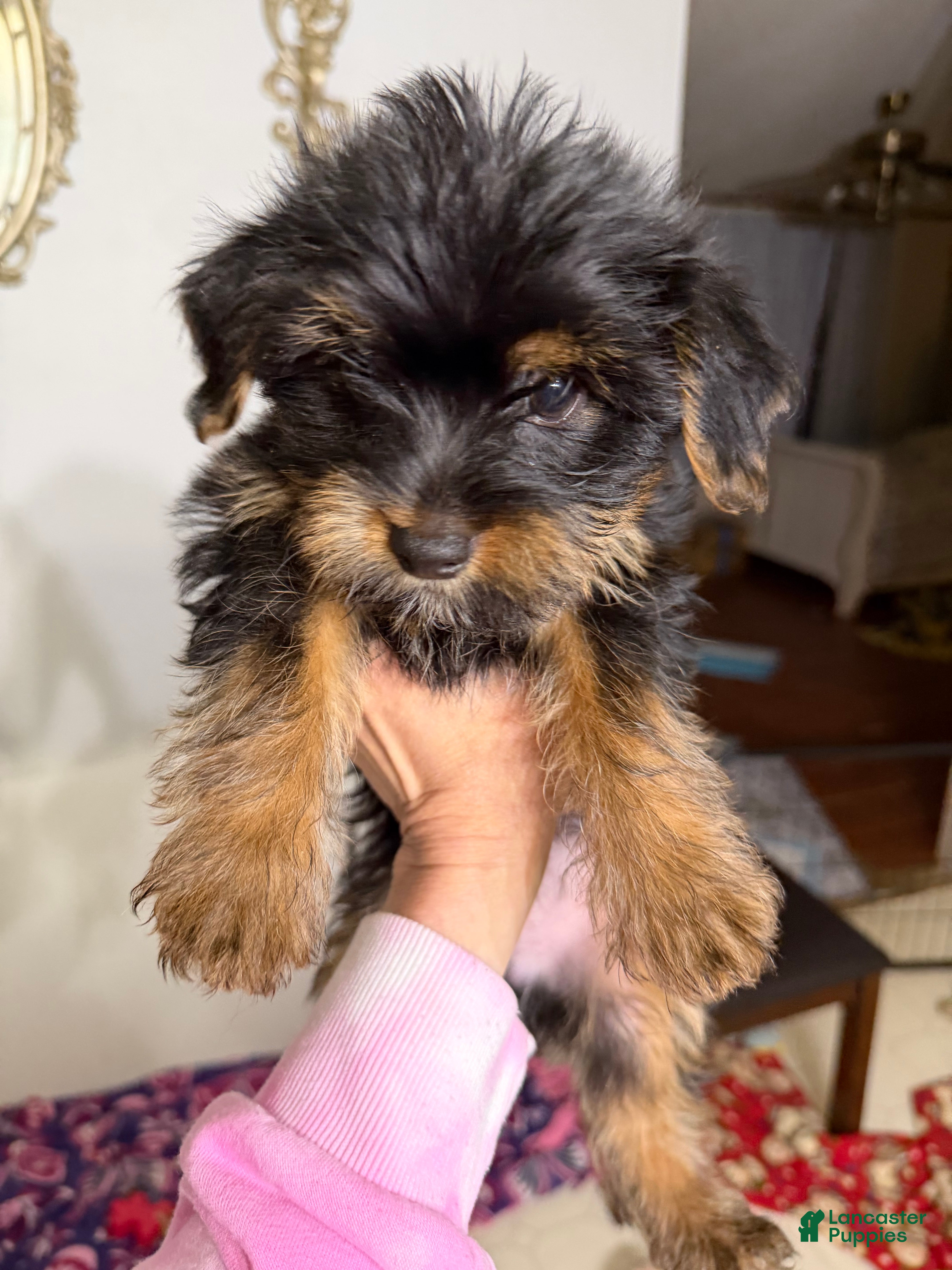 Mixed Breed dogs Mixed Breed Puppy 2 - Ad 20